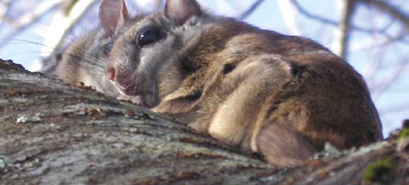 Northern Flying Squirrel Once Caught in a Glue Trap Now Ready for